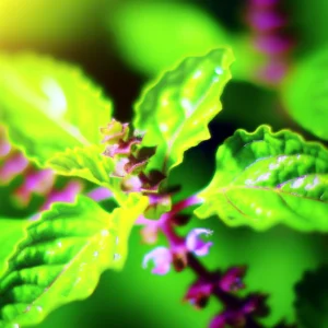 Holy Basil (Ocimum sanctum). This image showcases the plant in a closer view, highlighting the intr